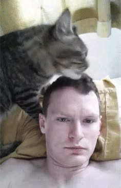 estilista,ayudar,peinar,gato,peluquero