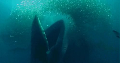 Sólo pensar en el susto de ver algo así acercarse con la boca abierta... hambre,tiburones,ballena azul,banco de peces,escalofrio