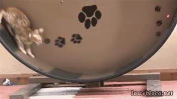 Punto rojo,Laser,Brujer&iacute;a,Sin fin,Caminar,Correr,Rueda,Gato