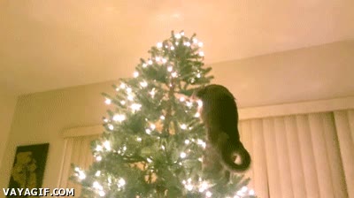 Gato,Fail,Ca&iacute;da,Navidad,&Aacute;rbol,Accidente,Abeto