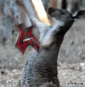 Canguro,Tocar,Guitarra,Música,Cantar,Australia,Amplificador,Electrica