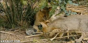 robar,gato,de selva,comer,pescado,llevar