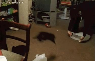 Gato,Transportar,Bolsa,Llevar,Acompa&ntilde;ar,Pl&aacute;stico