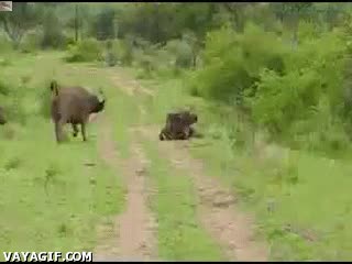 Ya están aquí los Buffalo Soldiers, no es tu día de suerte, leoncito amigos,depredador,volar,cogida,cornada,leon,al rescate,bufalo