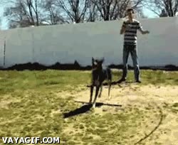 cuerda,perro,saltar,comba