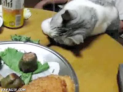 Gato,Lunes,Sue&ntilde;o,Comer,Desayunar,Ma&ntilde;ana,Sushi