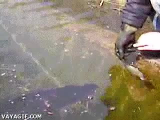 Pescar,Pez,Pescado,F&aacute;cil,Truco,Atacar