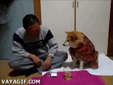 perro,alcohol,situación,asiático,empatia,shiba-inu,alcoholico