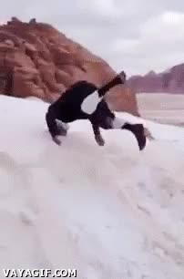 Arabia Saudita,Nieve,Fr&iacute;o,Celebrar,Jugar,Clavarse,De cabeza