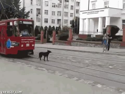 Tranvia,Perro,Tren,Paciencia,Lastimar,Caminar,Calle,Bien por el conductor
