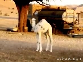 Dromedarios,Camello,Dos cabezas,Brujer&iacute;a,Perspectiva,El cerbero del desierto