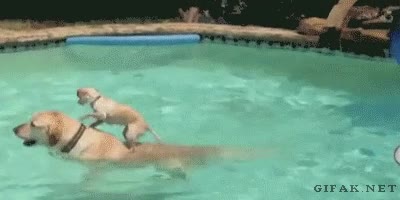 Esfuerzo,Encima,Subir,Perro,Nadar,Agua,Piscina