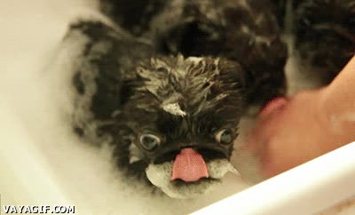 ba&ntilde;o,monada,mojado,ducha,espuma,cachorro,carlino,pug