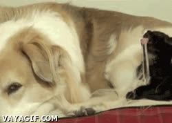 Perro,Gato,Pelos,Peludo,Asco,Morder