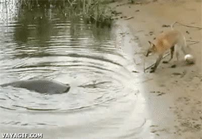 zorro,pescar,cuerda,pescado,lago,gigante,no creo que pueda,pez