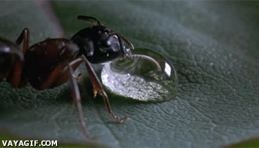 rocio,gota,agua,hormiga,beber