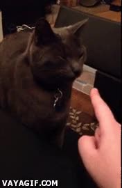 dedo,olor,gato,asco,oler,alejarse