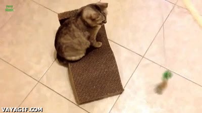 cordel,gato,distraer,fastidiar,torpeza,juguete