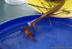 mantis,atacar,comer,pez dorado,mascota,incompatibles