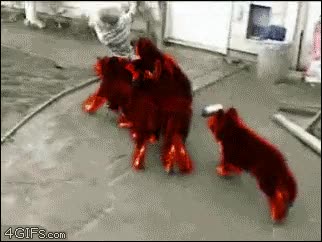 perritos,diablo,pequeño,niño,you died,cachorros