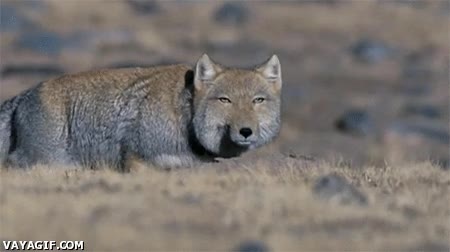 lobo,mirada,sospechar,movil,no le quito ojo,atencion