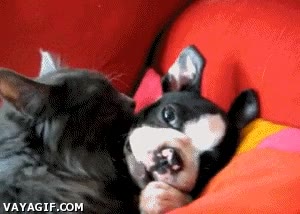 Perro,Gato,Amor,Acostar,Filmar,Grabar