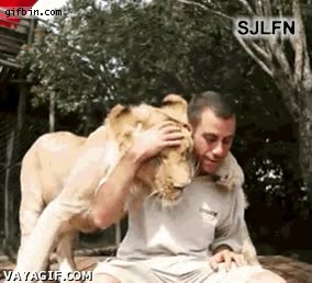 Mimos,Leones,Le&oacute;n,Cari&ntilde;o,Amar,Mascota,Salvaje