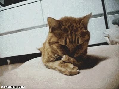 Gato,Triste,Okay,Preocupar,expresion,regalos