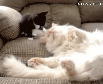 Correctivo,Jugar,Traviesos,Madre,Hijos,Gato,Castigo