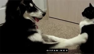 perro,husky,gato,guantazo,zarpazo,jugar