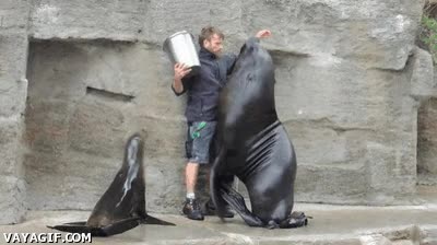 Comida,Foca,Pescado,Balde,Beso,Marino,Show,Cubo,Sardinas