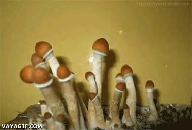 Setas,hongos,crecer,Comidista,timelapse,deasrrollo,crecimiento