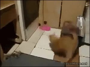 gato,rat&oacute;n,asustado,rata,morder,cola