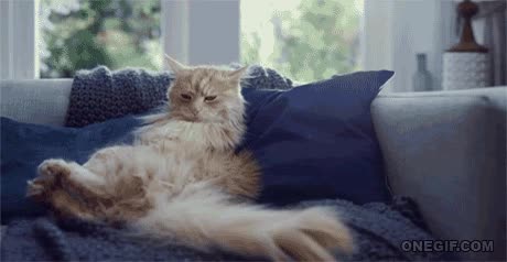 vago,sofa,gato,casa,pereza maxima,vacaciones,no dar ni un palo al agua