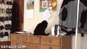 tirar,gato,cabr&oacute;n,vaso,al suelo,&iquest;He sido yo?