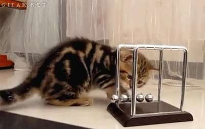 Gato,Jugar,F&iacute;sica,Bola,Juguete,Transmision de energ&iacute;a,Movimiento