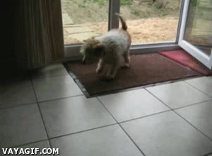 perrito,limpiar,puerta,entrar,alfombra,sacudir