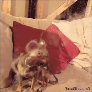 Morder,Tabaco,Humo,Tragar,Aros,Perro,Odio