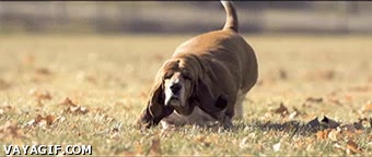 Arruga,Cuero,Basset Hound,C&aacute;mara lenta,Correr,Oreja,Bamboleo,Hipnotico