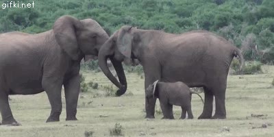 A los bebés elefante tampoco les gusta ver a sus padres hacerse carantoñas bebe,elefante,elefanta,morreo,cria,novia,trompa