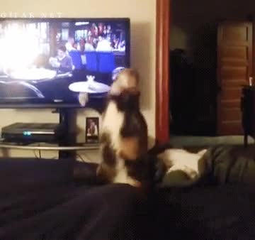 Gato,Fail,Caída,Saltar,Bailar,Salto,De espaldas