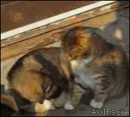 gato,perro,perrito,dormidos,dormir,cachorro,almohada,mover