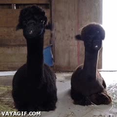 alpacas,llamas,masticar,mandibula,sincronizadas,sincronizacion,negras