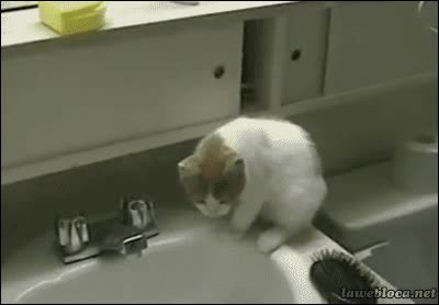 Gato,Fail,Ca&iacute;da,Susto,Salto,Hostia,Lavabo,Pica,Al suelo,Asustar