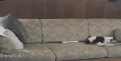 gato,raton,ninja,sofá,ataque,rata