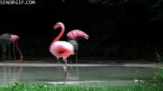 patilargo,bailar,flamenco,baile,michael jackson,moonwalk