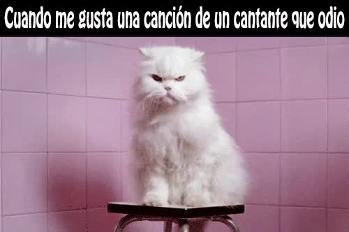 Canción,Gato,Odio,Música,Odiar,Cantante,Enfadado