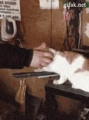 gato,saludar,dar la pata,siempre saludaba,ahora ya puede asesinar a alguien