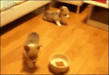 platos,perritos,cachorros,perros,corgis