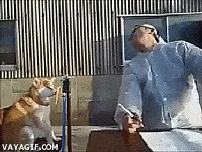 Perro,Sue&ntilde;o,Dormir,Despertar,Agua,Mojar,Estudio,Estudiar,Shiba-inu